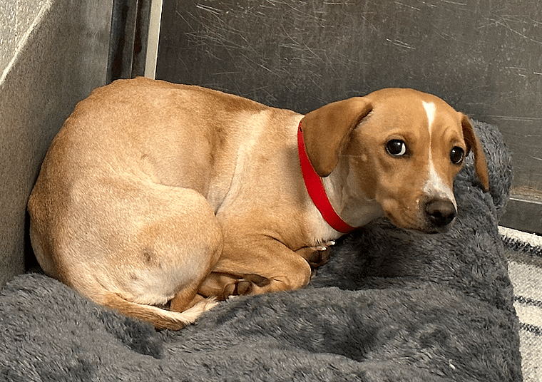 sitting with dogs: honey